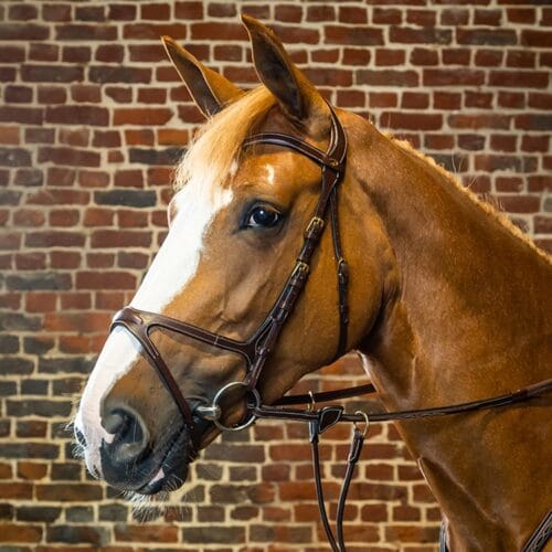 Dyon X-Fit Anatomsikt Träns Dyon Collection | VbridSport