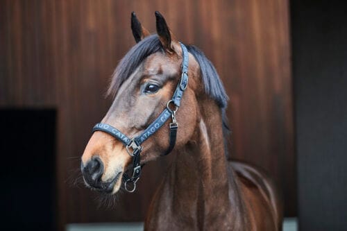 CATAGO Alea reflekterande logo grimma CATAGO Alea reflekterande logo grimma | VbridSport