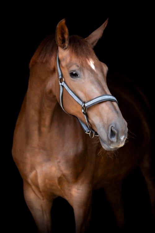 Alternative view of CATAGO Name grimma