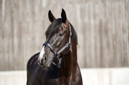 CATAGO Rae grimma CATAGO Rae grimma | VbridSport