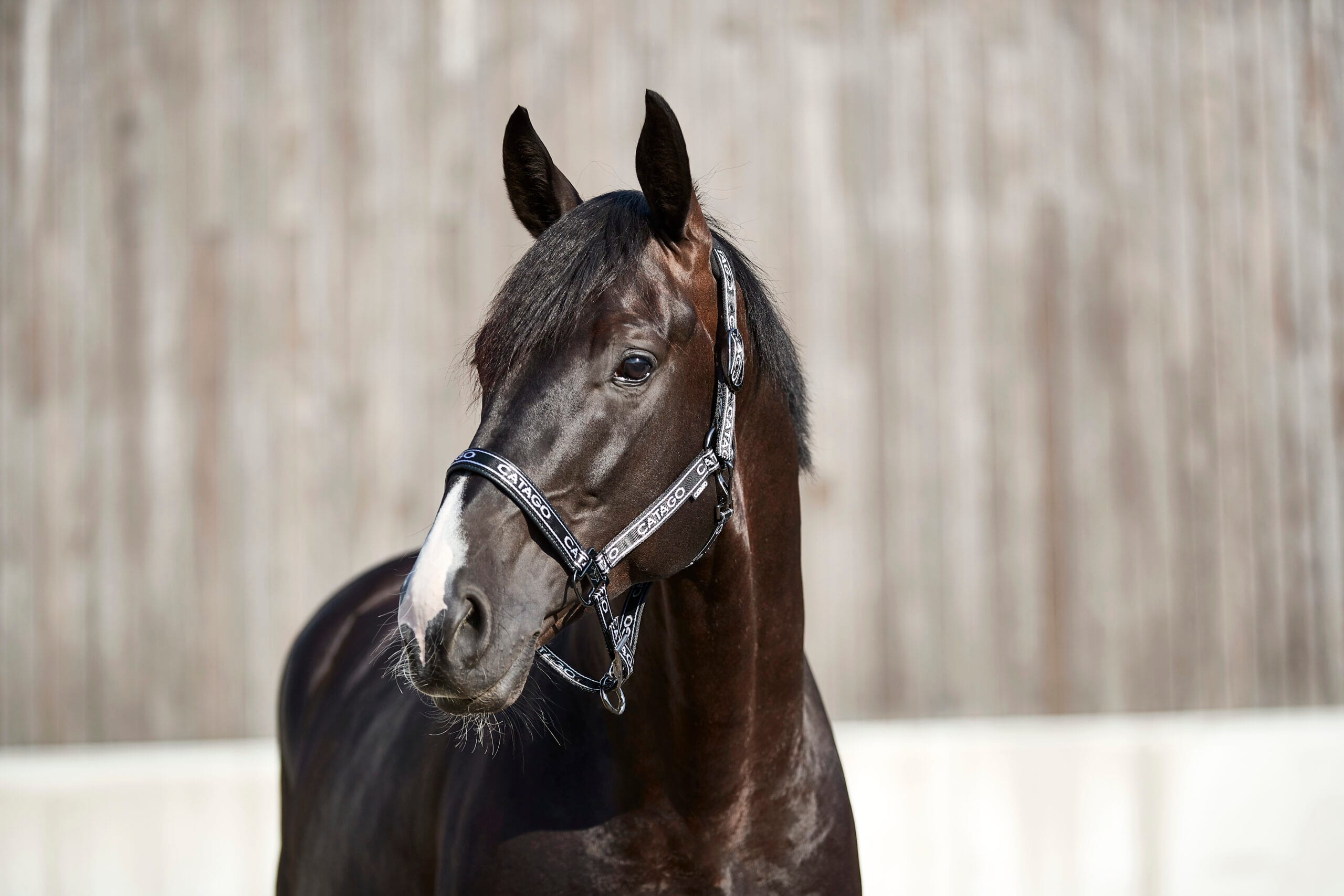 CATAGO Rae grimma - Bild 2