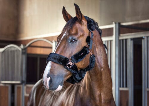 Alternative view of CATAGO imitation fårskinn grimma