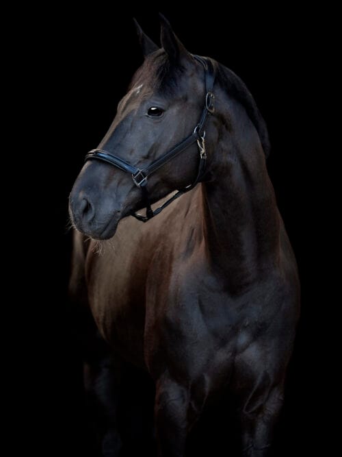 Alternative view of CATAGO Novi 25.1 Grimma