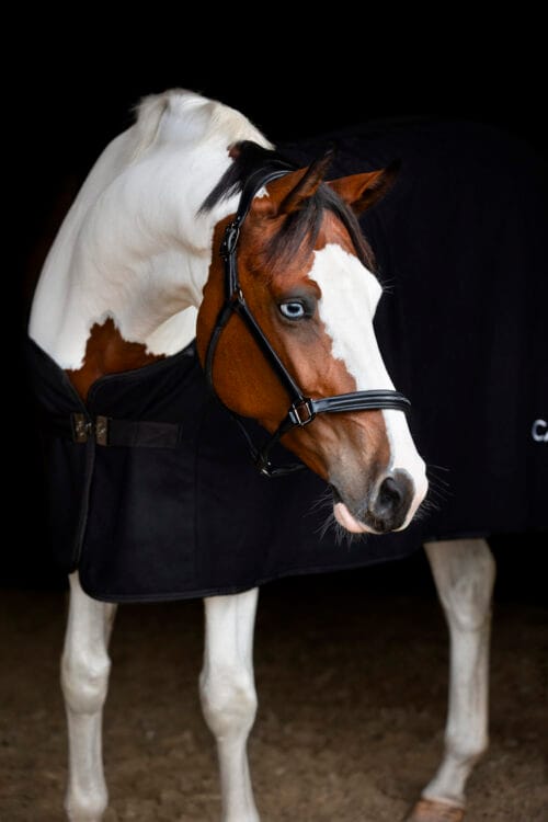 CATAGO Novi 25.2 Grimma Catago Novi | VbridSport