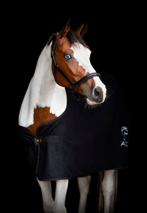 CATAGO Novi 25.2 Grimma Catago Novi | VbridSport