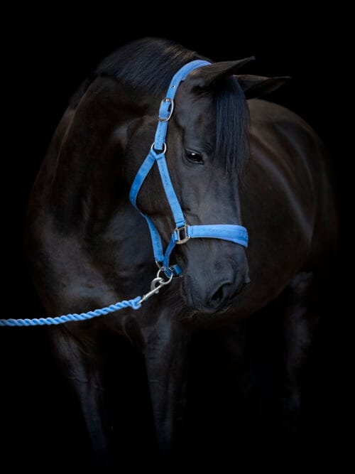 Alternative view of HorseGuard Fonda vridet grimeskaft 2m