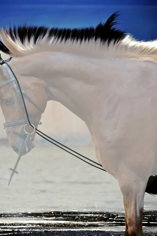 Alternative view of Halsförlängare Horse Guard