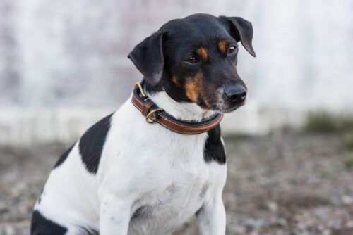 Jacson Arezzo Hundhalsband - Bild 3