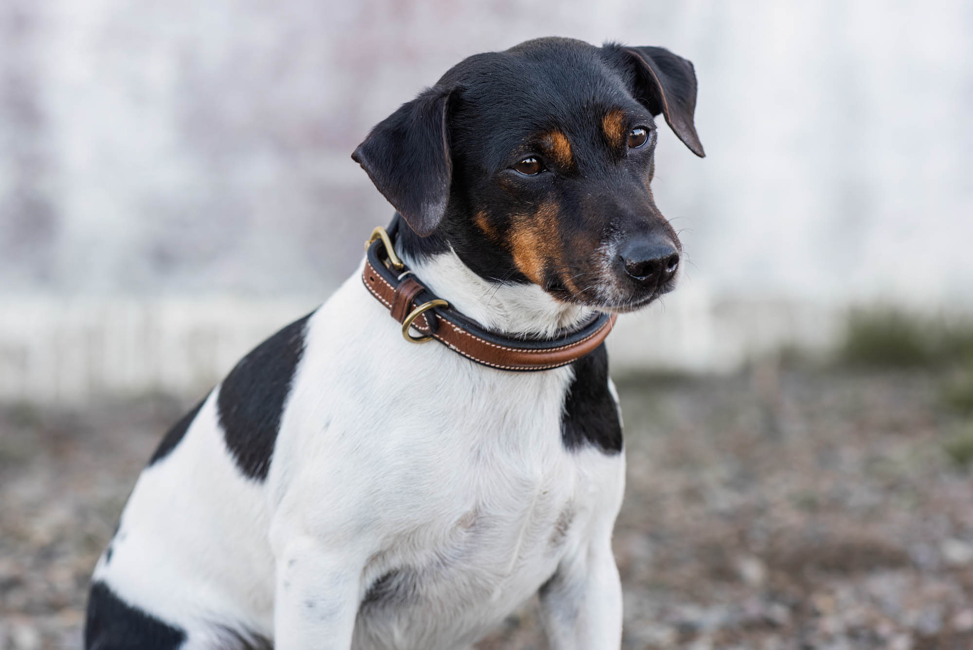 Jacson Arezzo Hundhalsband - Bild 3