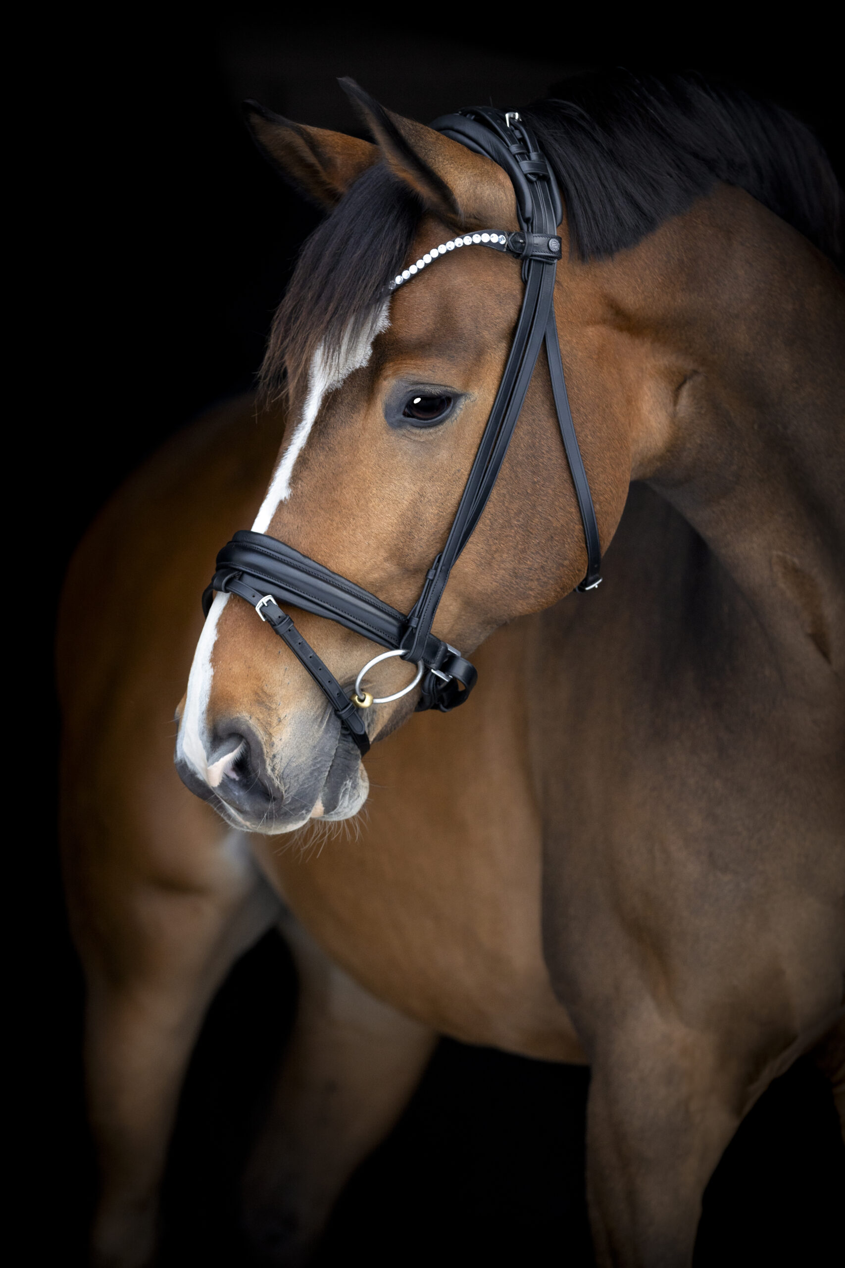 Catago Arlington tr&auml;ns - Svart , Pony