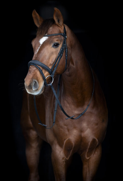 Alternative view of Horse Guard Emi 26.2 träns med kombinerad nosgrimma