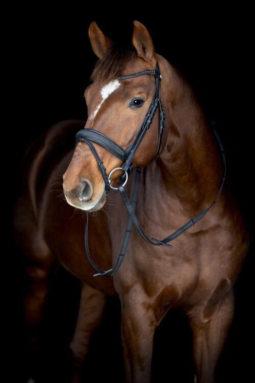 Alternative view of Horse Guard Cryll 26.2 träns med pullback och kombinerad nosgrimma