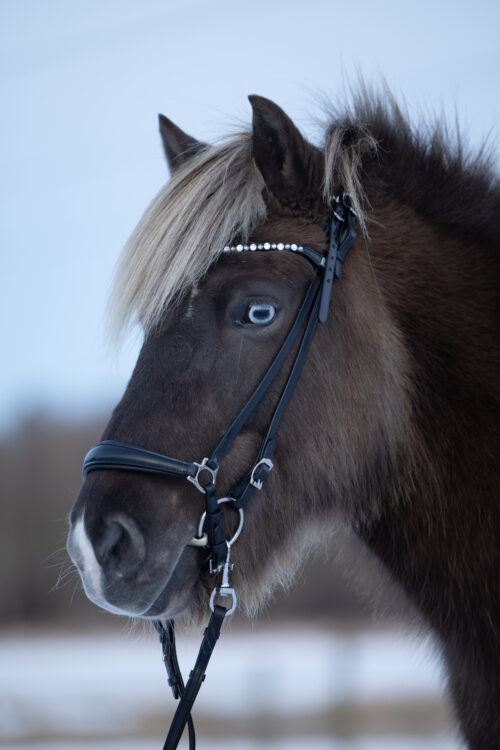Alternative view of Horse Guard Norfolk träns till islandshäst Svart Cob