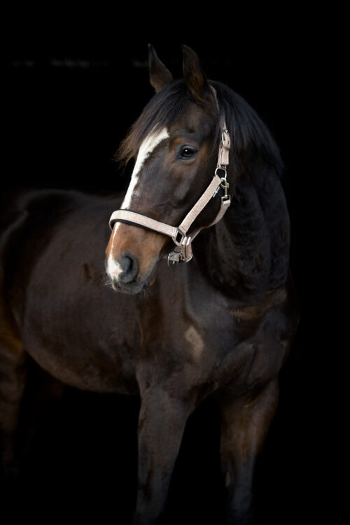 Alternative view of Horse Guard Iowa färgskiftande glittergrimma