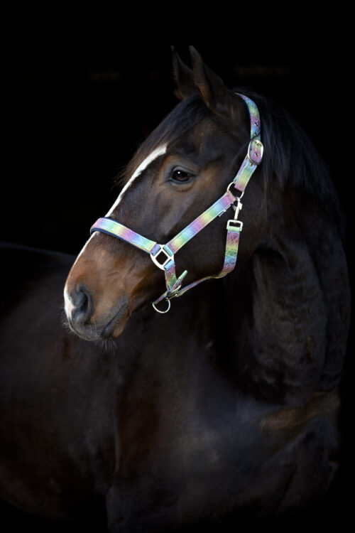 Alternative view of Horse Guard Rockford regnbågsgrimma med glitter
