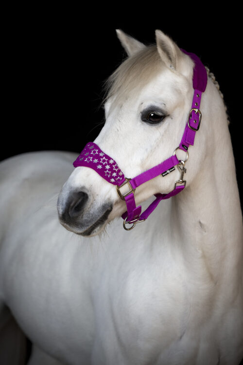 Horse Guard Atlantic grimma